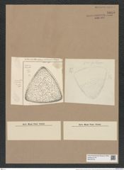 Stictodiscus confusus Truan et Witt. (de-Toni-Nr.: Genus 205, Species 5254) Zeichnungen Sammlung Grunow Nr. 9045 (NHMW-BOT-W0378776)